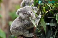 Ảnh Vì sao coi gấu Koala lại là con vật vô cùng lười biếng?