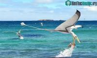 Ảnh Thằn lằn bay tóm bị hụt mực cổ đại