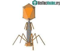 Ảnh Khoa học đã phát hiện ra những con virus khổng lồ với khả năng "ăn cắp" đặc tính loài khác