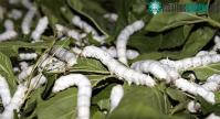 Ảnh Vì sao con tằm lại thích ăn lá dâu nhất?