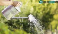 Ảnh Tại sao lại không nên tưới cây vào giữa trưa hè?
