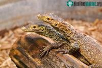 Ảnh Rồng Komodo cái tự sinh sản mà không cần giao phối với con đực