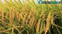Ảnh Vì sao lúa nước lai lại phải gây giống hằng năm?