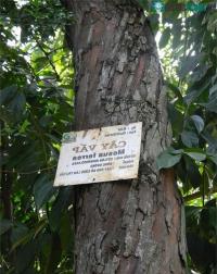 Ảnh Tại sao biển tên các loài cây trong công viên lại thường ghi chú bằng tiếng Latinh?