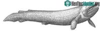 Ảnh Rhizodus hibberti: Loài quái vật kinh hoàng của kỷ Carbon