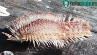 Ảnh Tưởng rong biển mắc lưỡi câu, nhưng hóa ra sinh vật biển kỳ dị có nọc cực độc