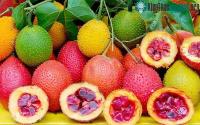 Ảnh Công dụng thần kỳ của quả gấc với sức khỏe chúng ta