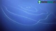 Ảnh Phát hiện sinh vật ăn thịt dài 47m dưới biển sâu