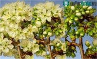 Ảnh Video timelapse các loài hoa đua nở được tạo ra từ hơn 39.000 bức ảnh