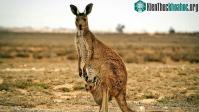 Ảnh Những điều bất ngờ về loài kangaroo mà ít người biết đến