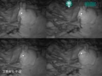 Ảnh Trật tự tự nhiên sụp đổ? Camera hồng ngoại đã bí mật phát hiện được rằng thỏ rừng đang ăn thịt