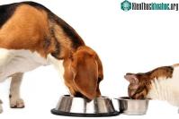 Ảnh Chó có ăn được thức ăn của mèo hay không?