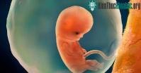 Ảnh Tử cung nhân tạo có phải là công cụ để giải phóng phụ nữ?