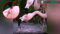 Ảnh Sốc với clip hồng hạc mổ đầu nhau để lấy máu nuôi con, nhưng lý do thật thì ai cũng cảm thấy xao xuyến