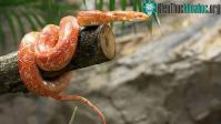 Ảnh Tại sao rắn có thể trèo leo lên cây cao mà không bị trượt?