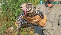 Ảnh Thằn lằn ăn thịt khổng lồ hoành hành ngay ở Mỹ
