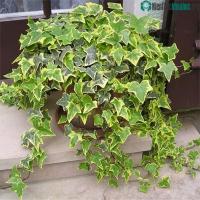 Ảnh Cách trồng và ý nghĩa phong thuỷ của loại cây thường xuân