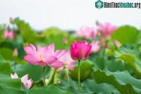 Ảnh Vì sao hoa sen lại trở thành biểu tượng của nhà Phật?