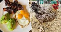 Ảnh Con gà may mắn nhất trên thế giới đẻ ra trứng 3 lòng đỏ