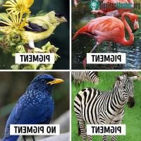 Ảnh Tại sao thế giới chỉ tồn tại một loài vật duy nhất có màu xanh lam?