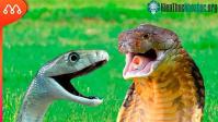 Ảnh Hổ mang chúa tử chiến với Mamba đen cực độc: Chiến thắng thuốc về ai?