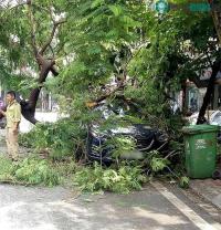 Ảnh Tại sao cây phượng lại rất dễ gãy, đổ và không nên trồng ở nơi tập trung đông người?