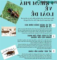 Ảnh 9 khám phá mới về loài dế có thể là bạn chưa biết