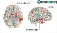 Ảnh Tìm ra được vị trí stress "trú ẩn" trong bộ não