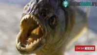 Ảnh Chuyện gì sẽ xảy ra nếu chúng ta không may rơi xuống hồ chứa loài cá ăn thịt?
