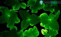 Ảnh Các nhà nghiên cứu tạo ra cây phát sáng nhờ gene của nấm