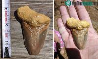 Ảnh Tình cờ phát hiện răng hóa thạch Megalodon dài 8cm khi dắt chó đi dạo