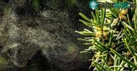 Ảnh Vì sao phấn hoa khiến mũi bạn khó chịu, hắt xì?