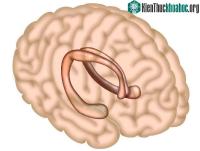Ảnh Não của chúng ta cần những gì để ghi nhớ?