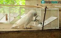 Ảnh Động vật đã được con người nuôi thông minh hơn động vật hoang?