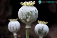 Ảnh Điều gì sẽ xảy ra với cơ thể khi sử dụng heroin?