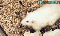 Ảnh Ghép thành công được gan người cỡ nhỏ cho chuột