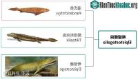 Ảnh Cá cổ đại đã tiết lộ bí ẩn về nguồn gốc của ngón tay con người