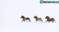 Ảnh Giống ngựa huyền thoại ở ngoài băng đảo lạnh giá