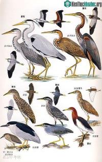 Ảnh Bí mật giúp loài chim thời tiền sử thoát khỏi sự tuyệt chủng hàng loạt