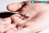 Ảnh Kinh ngạc trước robot mini có thể thực hiện được nhiệm vụ phức tạp
