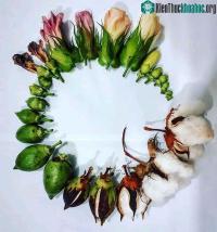 Ảnh Chiêm ngưỡng hình ảnh sinh động và tuyệt đẹp về vòng đời của sinh vật