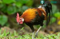 Ảnh Gà nuôi ngày nay đã được thuần hóa từ giống gà lôi đỏ ở Đông Nam Á