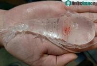 Ảnh Sinh vật trong suốt kỳ lạ có biệt tài ẩn náu thần sầu