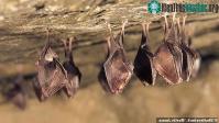 Ảnh Virus gây ra đại dịch Covid-19 có thể đã tiến hóa ở loài dơi lần đầu tiên từ cách đây 70 năm