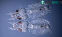 Ảnh Loài mực bị biến đổi gene đầu tiên trên thế giới