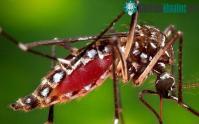 Ảnh Campuchia : Hơn 1.000 người mắc phải "dịch bệnh bí ẩn" Chikungunya