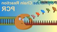Ảnh Xét nghiệm PCR là như thế nào?
