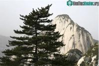 Ảnh Vì sao thông ở Trung Quốc chết hàng loạt vào những năm 1970?