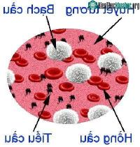 Ảnh Huyết tương là gì? Những điều cần biết về huyết tương