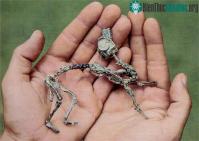 Ảnh Một số loài khủng long ban đầu cũng bò rồi mới chuyển sang đi bằng 2 chân như con người